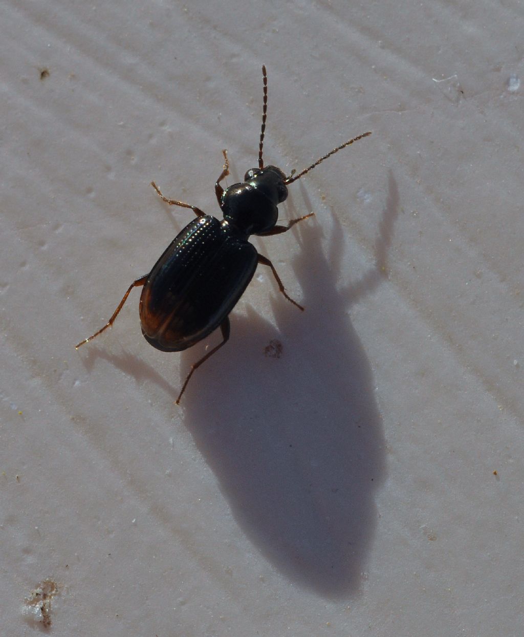 Carabidae: Philochthus lunulatus