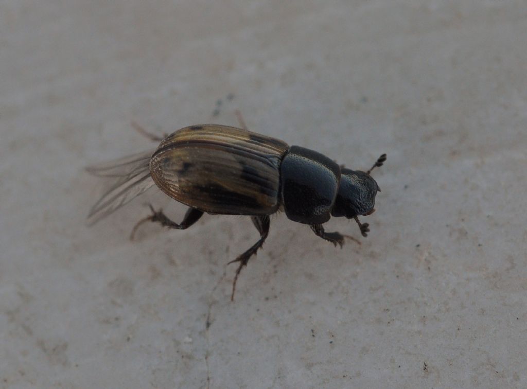 Aphodiidae: Chilothorax distinctus