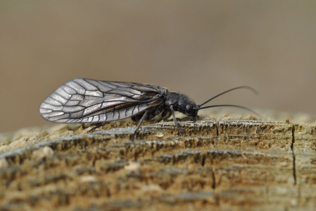 Sialis sp. (Sialidae)