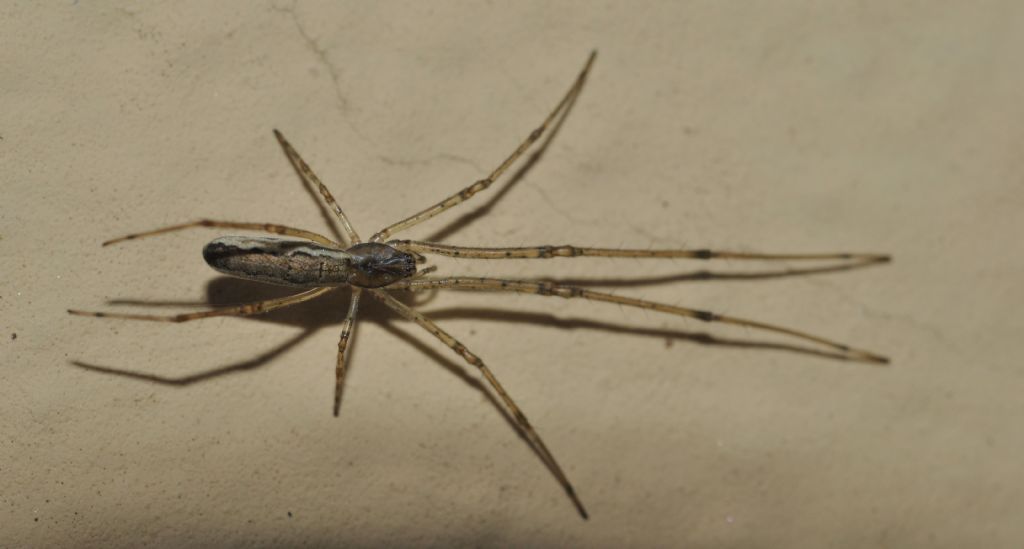 Tetragnatha sp. - Pontevecchio di Magenta (MI)