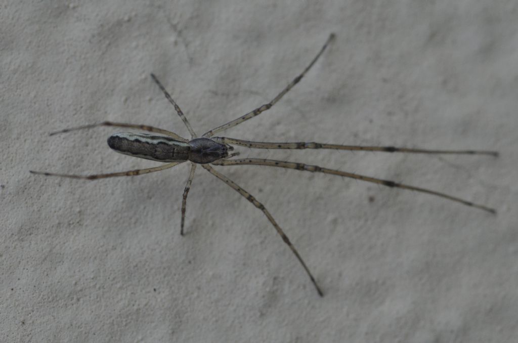 Tetragnatha sp. - Pontevecchio di Magenta (MI)