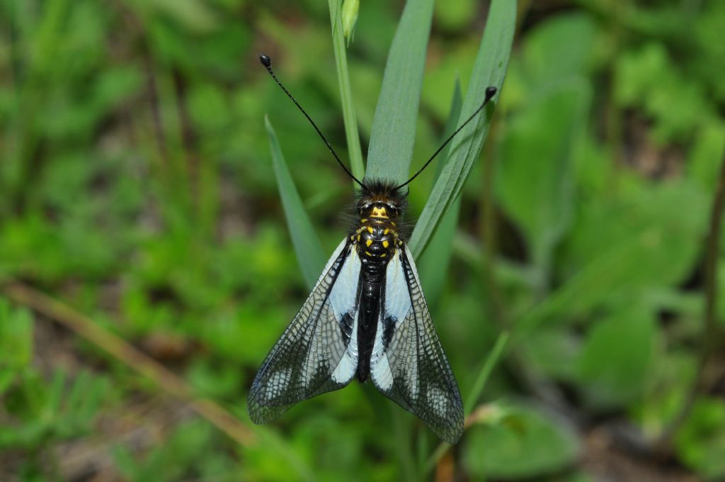 Libelloides coccajus (Ascalaphidae)