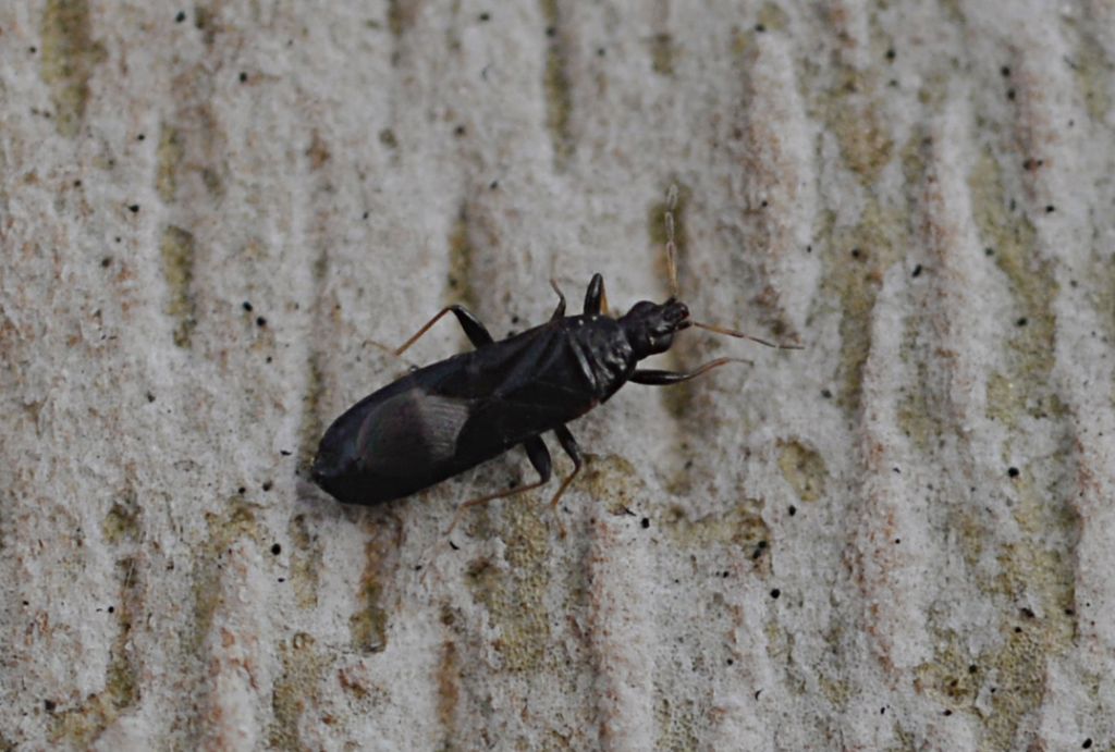 Anthocoridae: Dufouriellus ater