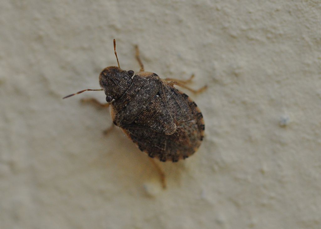 Pentatomidae: Sciocoris (Neosciocoris) sideritidis Wollaston, 1858