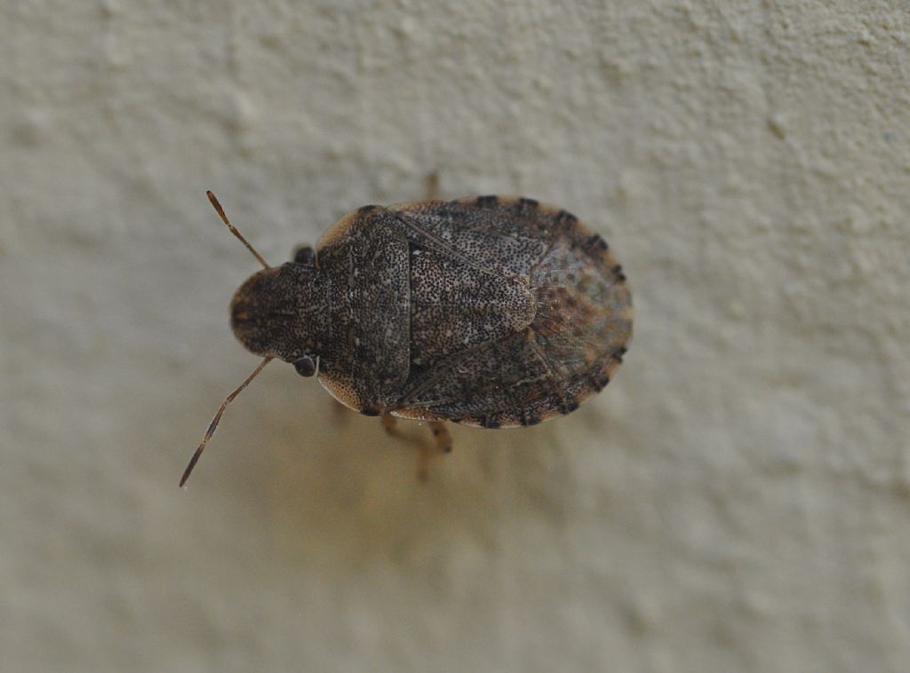 Pentatomidae: Sciocoris (Neosciocoris) sideritidis Wollaston, 1858