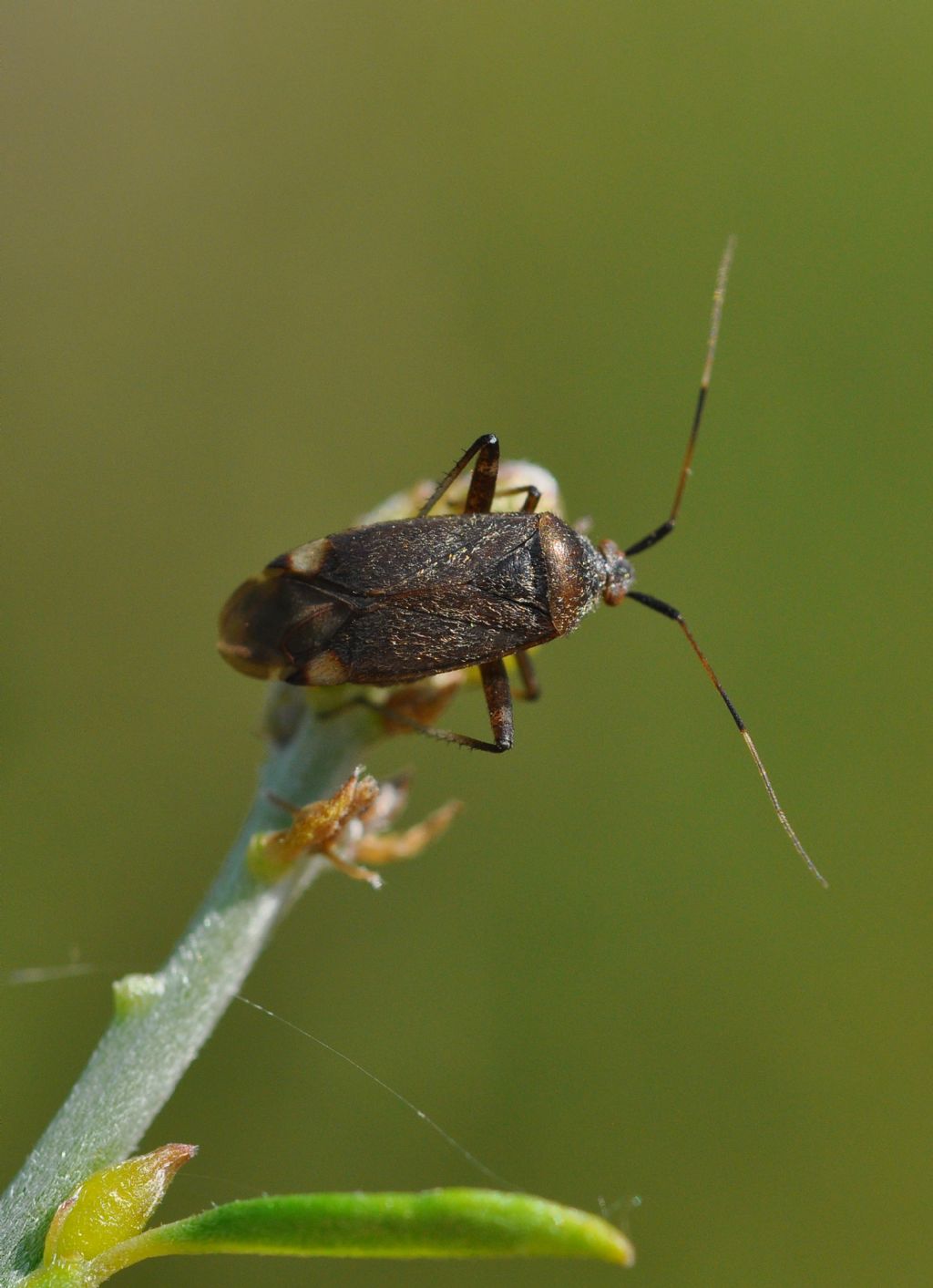 Miridae: Closterotomus annulus