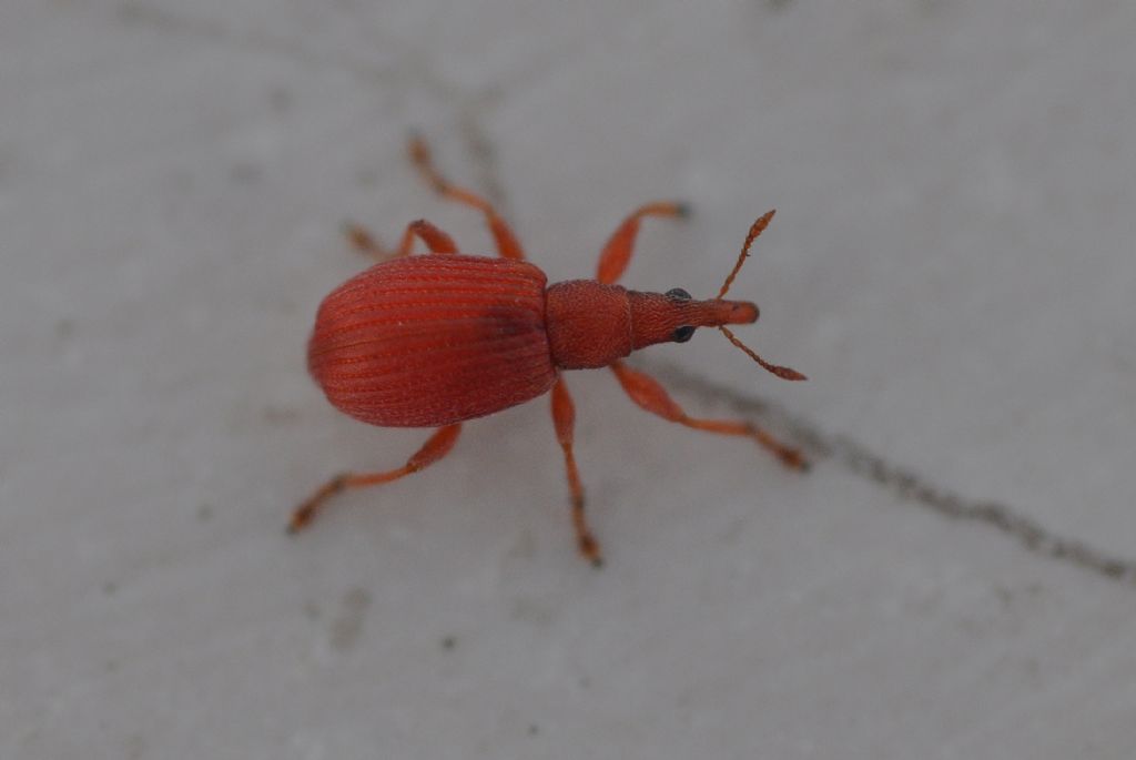 Apionidae: Apion frumentarium