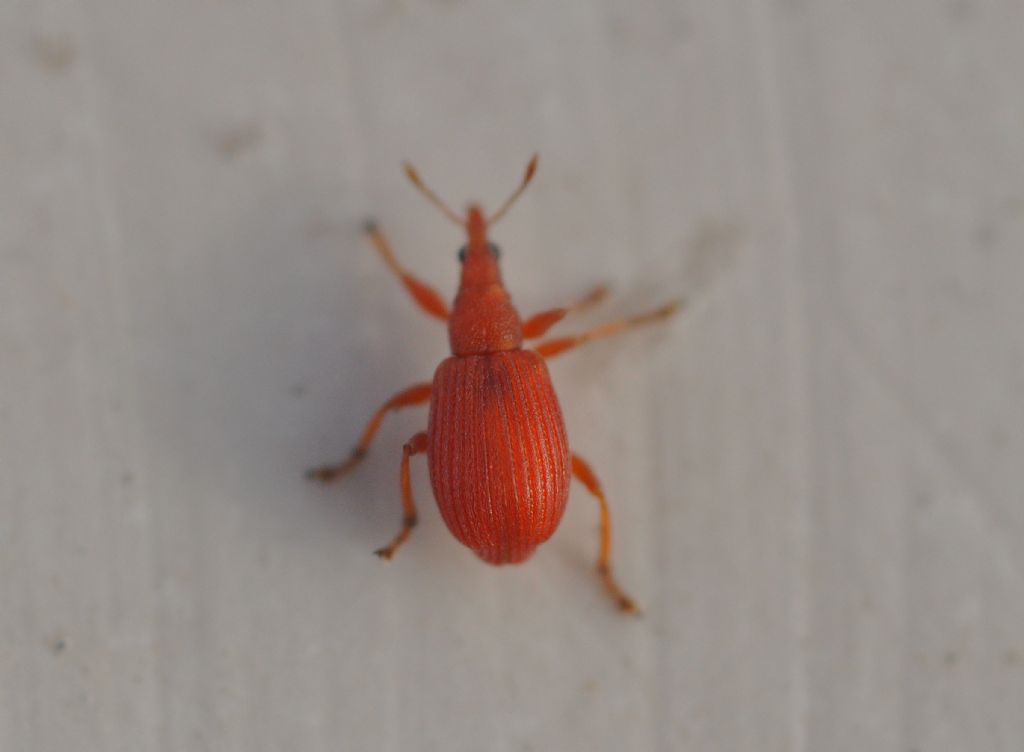 Apionidae: Apion frumentarium