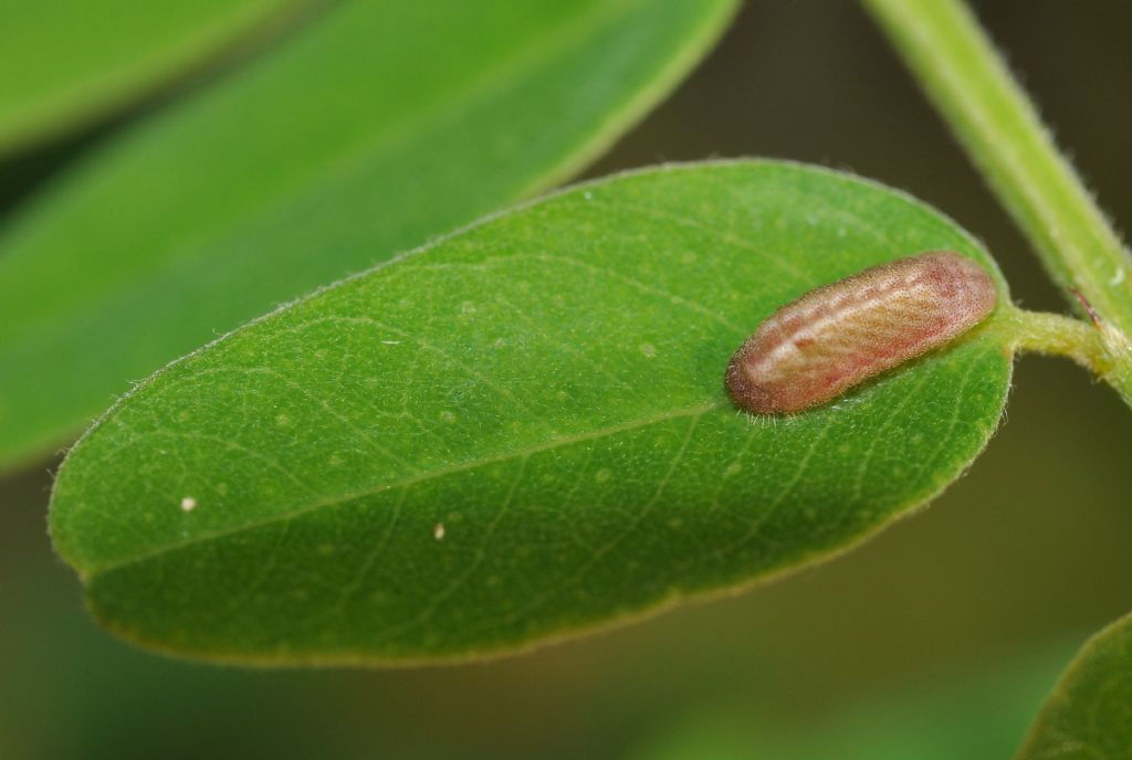 Lycaenidae: bruco da id...