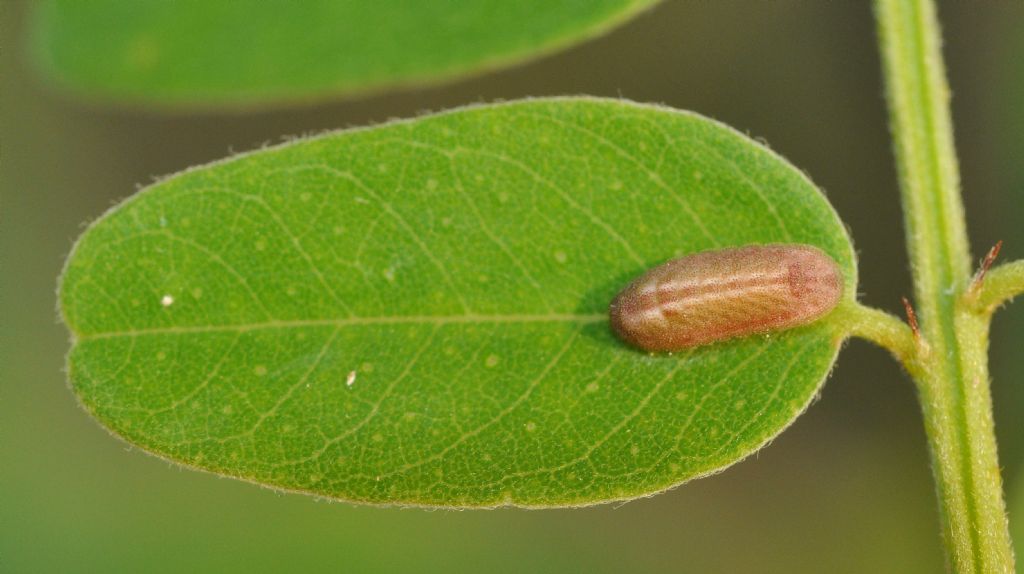 Lycaenidae: bruco da id...