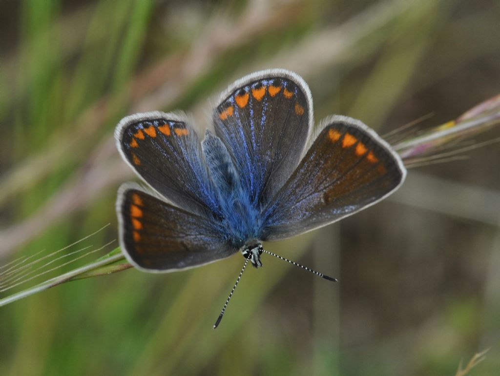 Lycaenidae da confermare