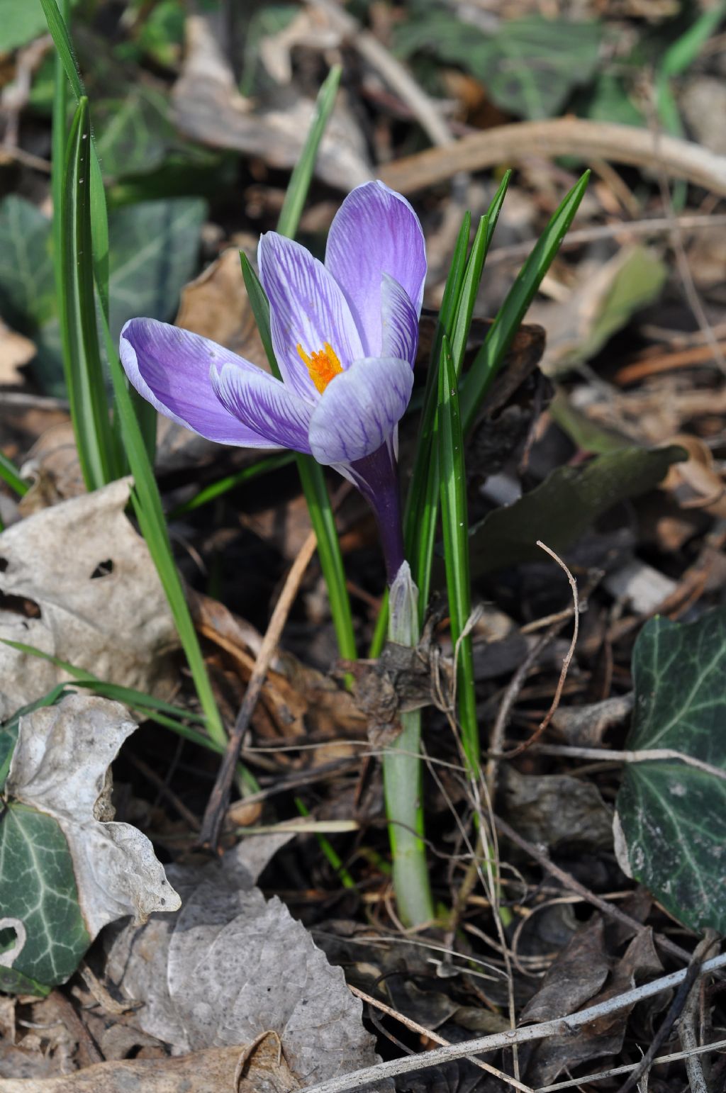 Crocus da id...