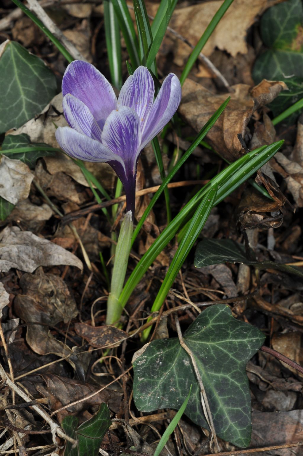 Crocus da id...