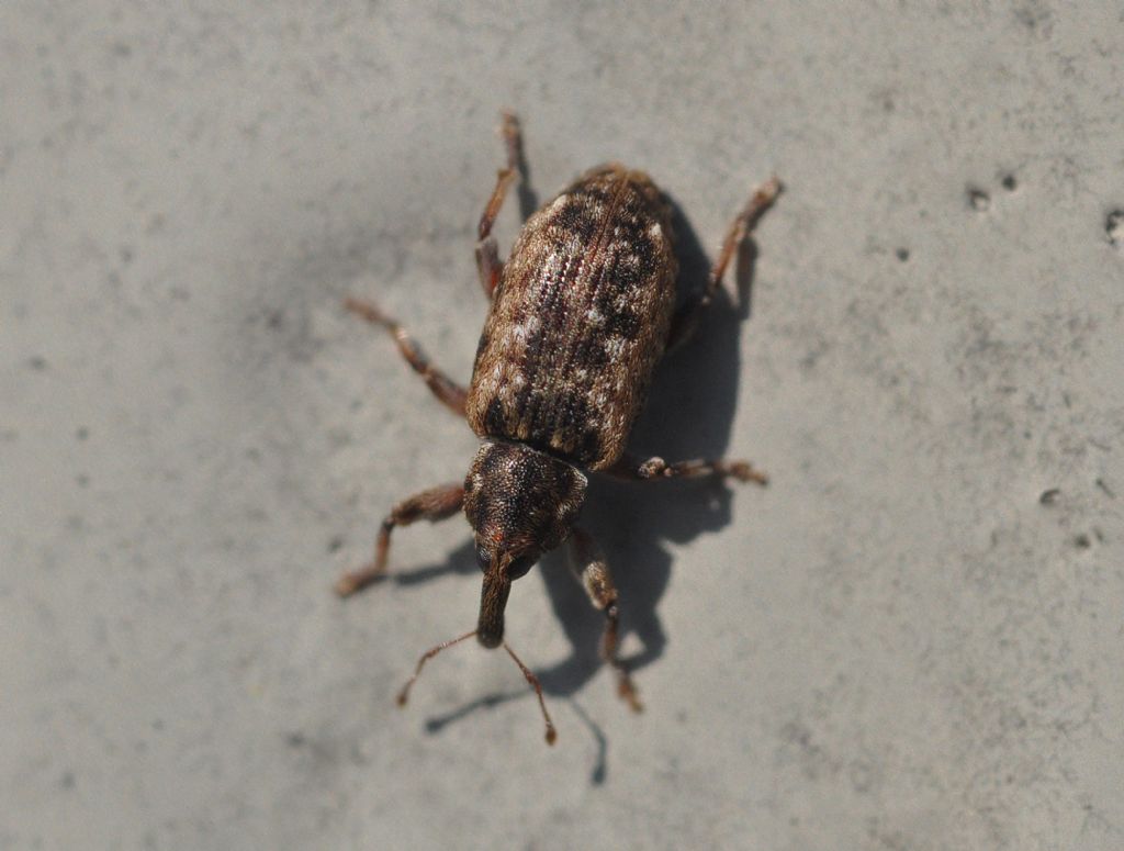Curculionidae: Dorytomus ictor
