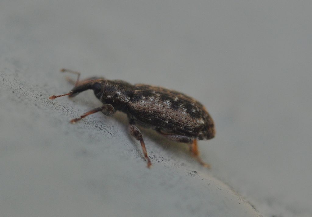 Curculionidae: Dorytomus ictor