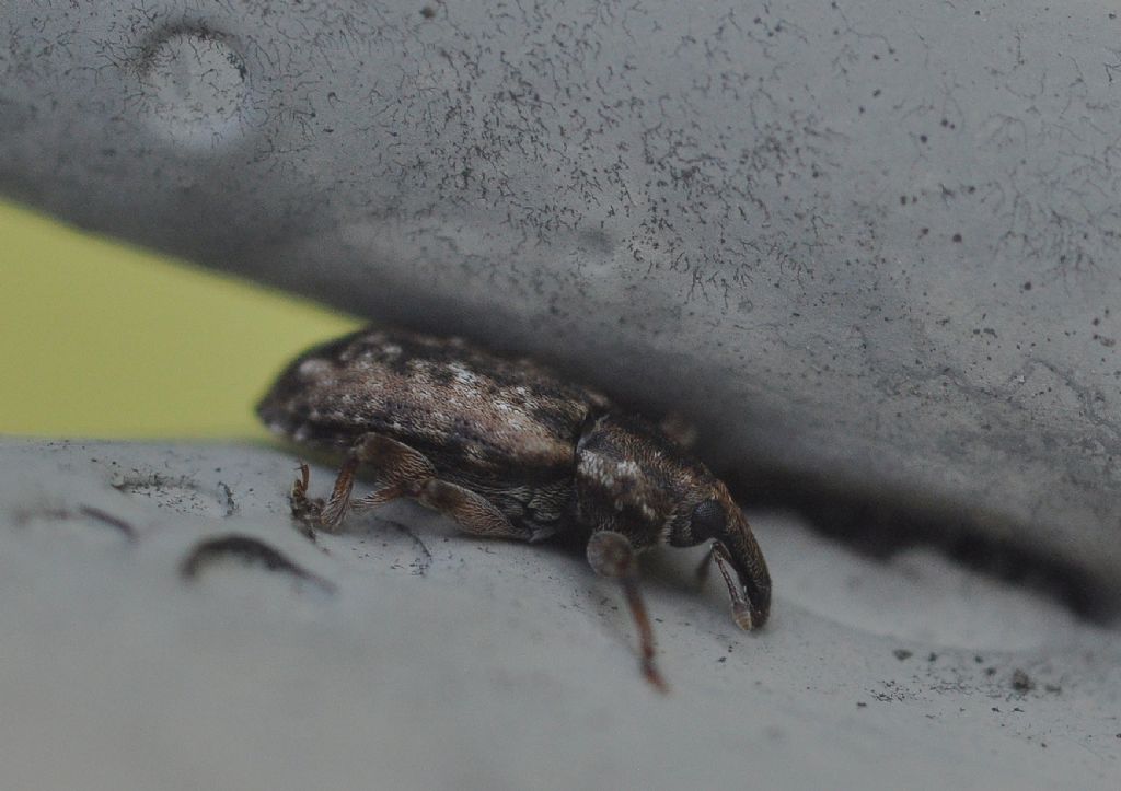 Curculionidae: Dorytomus ictor