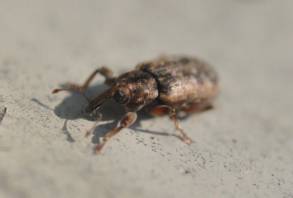 Curculionidae: Dorytomus ictor