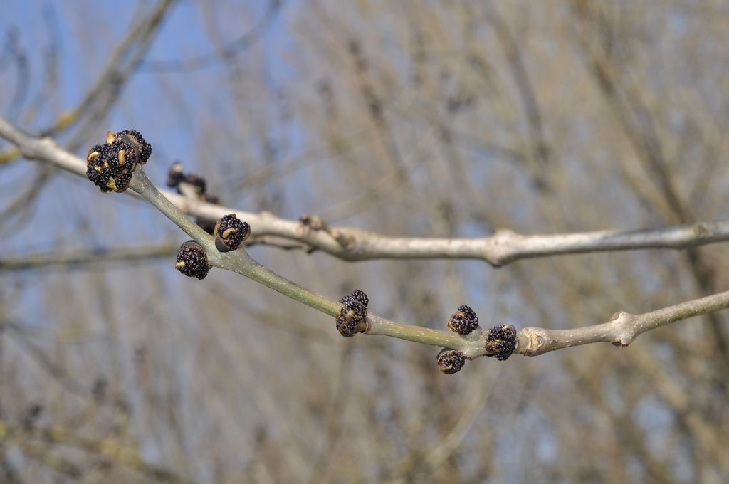 Fraxinus excelsior / Frassino comune