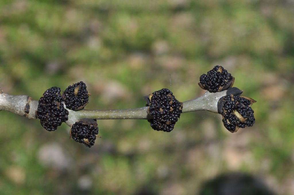 Fraxinus excelsior / Frassino comune