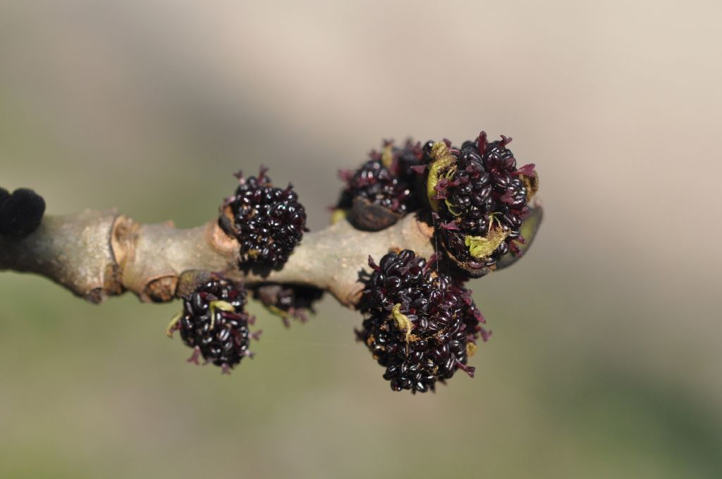 Fraxinus excelsior / Frassino comune