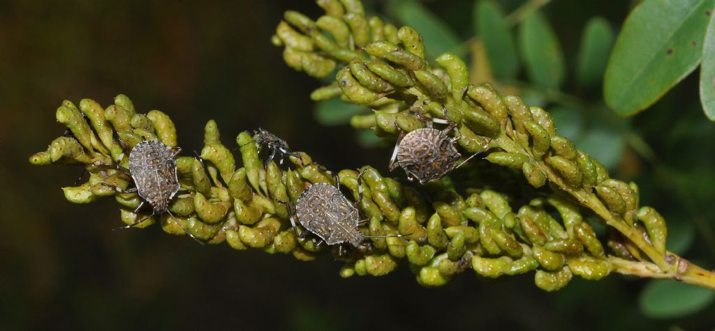 Pentatomidae: Halyomorpha halys - NUOVA PER L''ITALIA