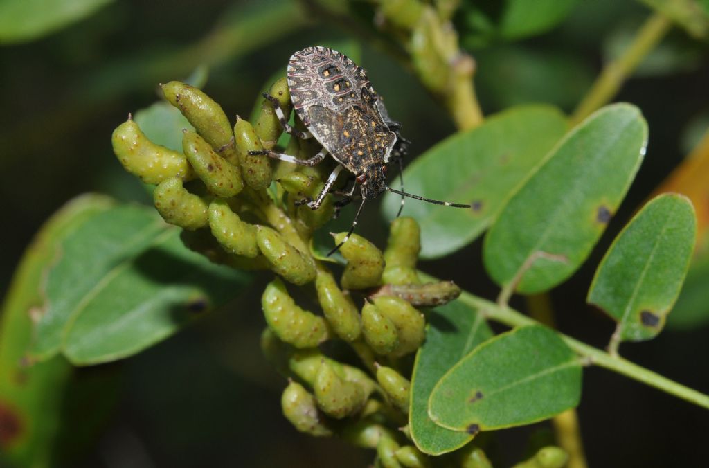 Pentatomidae: Halyomorpha halys - NUOVA PER L''ITALIA