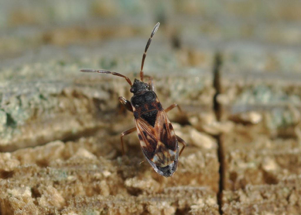 Lygaeidae:  Scolopostethus?  S, Scolopostethus cfr. thomsoni