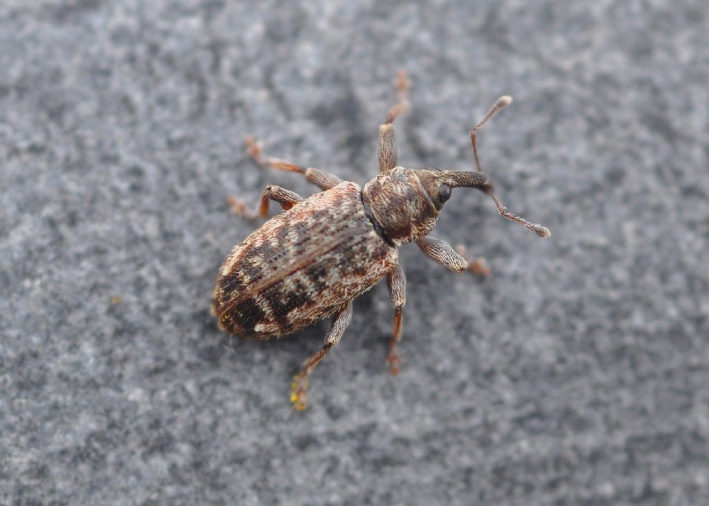 Curculionidae: Dorytomus taeniatus