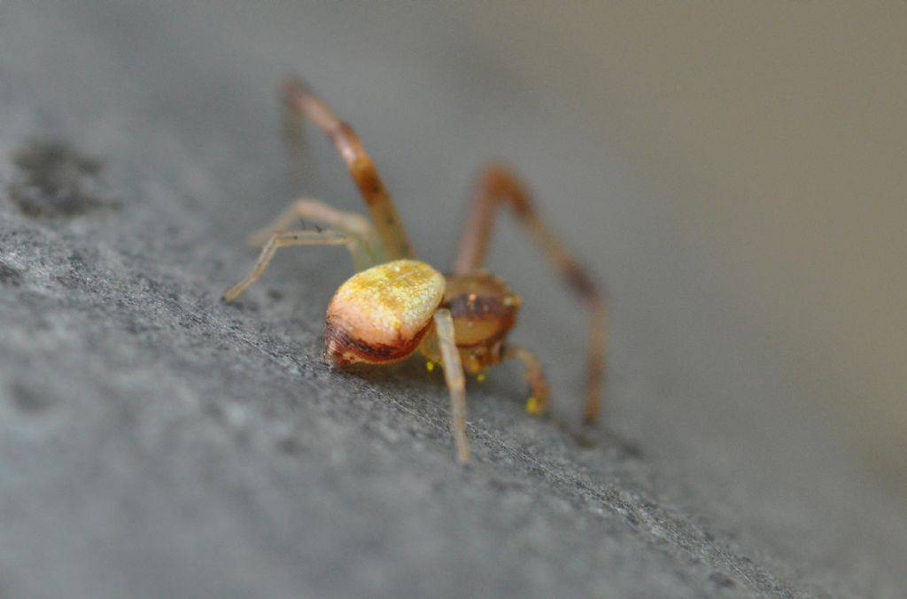 Maschio di Ebrechtella tricuspidata - Milano