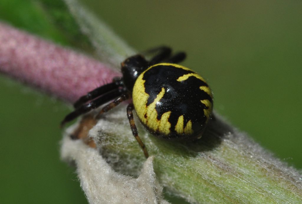 Synema globosum - Cavriglia (AR)