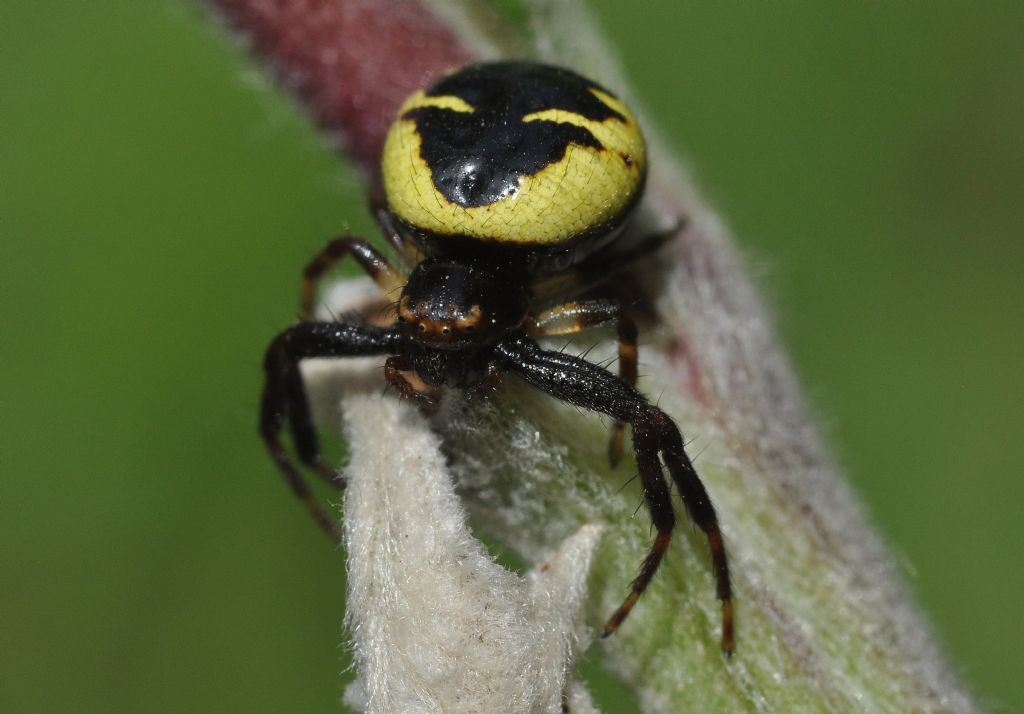 Synema globosum - Cavriglia (AR)