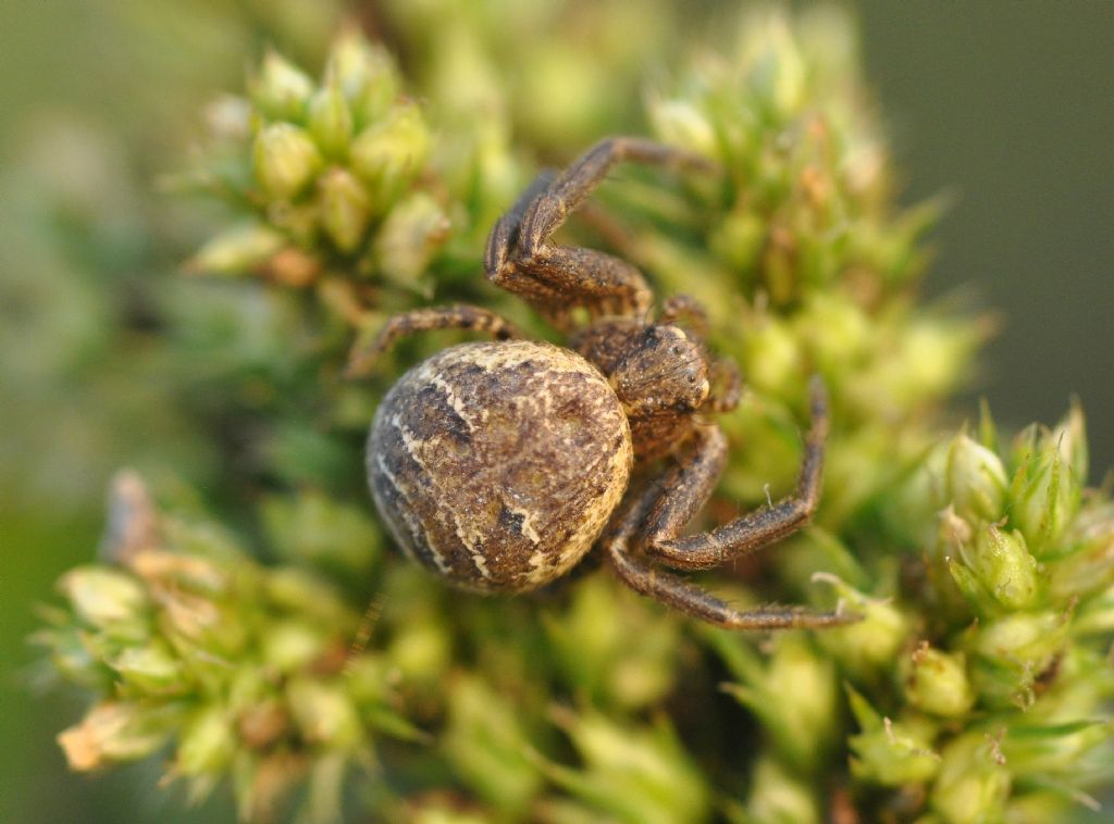 Xysticus sp. - Cornaredo (MI)