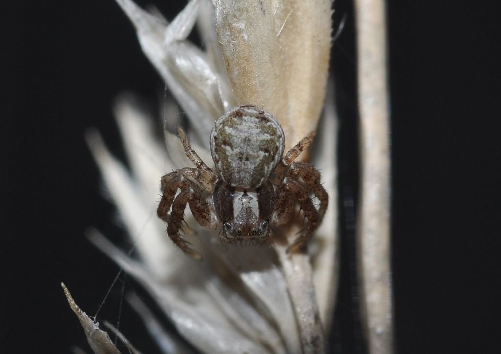 Xysticus sp.  - Cavriglia (AR)