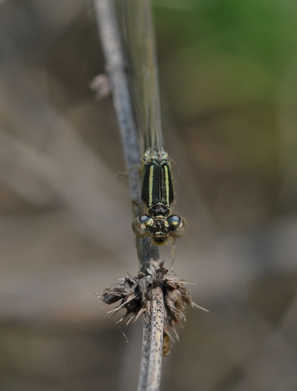 Ischnura da id - Ischnura pumilio maschio neosfarfallato