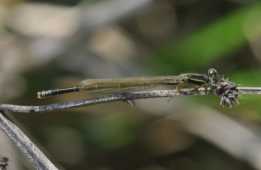 Ischnura da id - Ischnura pumilio maschio neosfarfallato