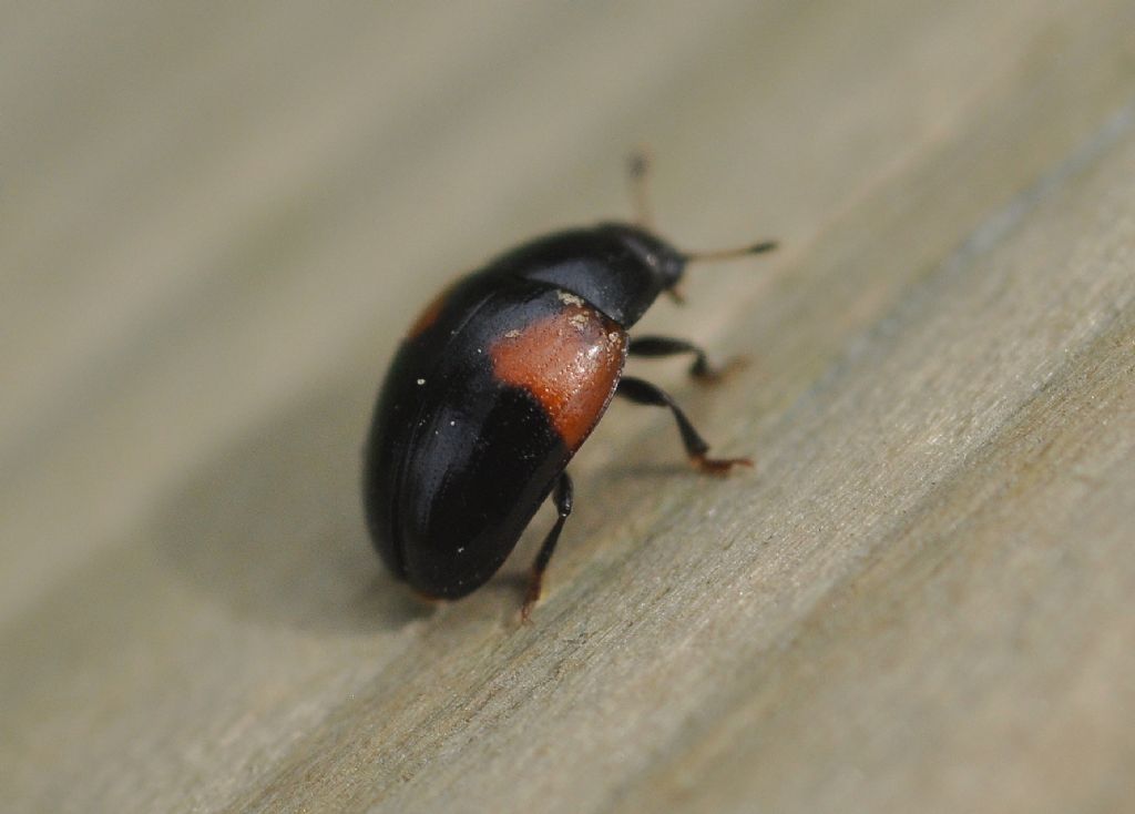 Coccinellidae (credo): No, Tritoma bipustulata, Erotylidae