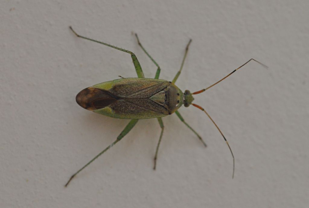 Miridae: Closterotomus trivialis