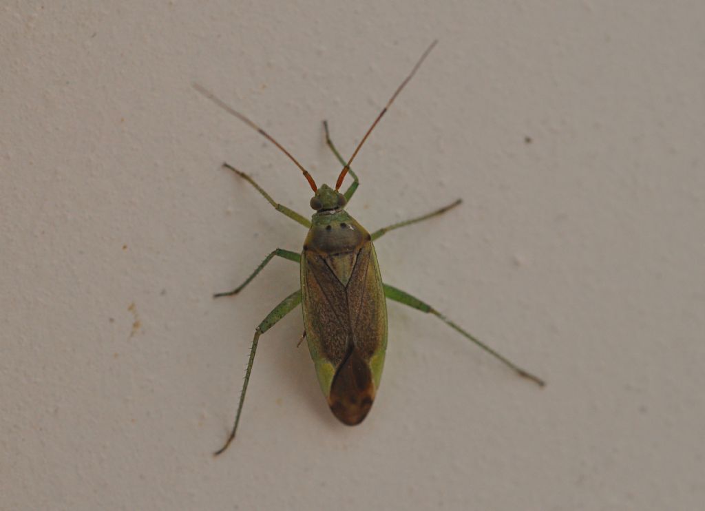 Miridae: Closterotomus trivialis