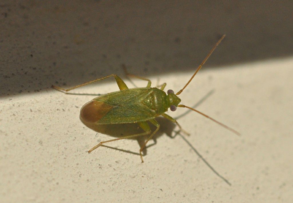 Miridae: Orthotylus sp.