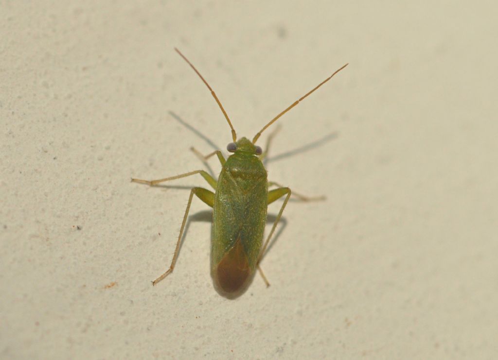Miridae: Orthotylus sp.
