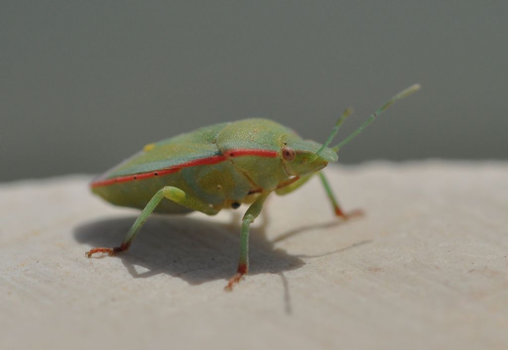 Pentatomidae: Brachynema cinctum