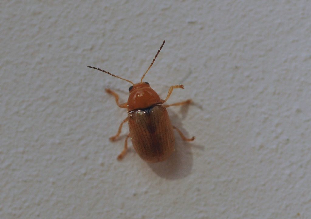 Chrysomelidae: Cryptocephalus sp.