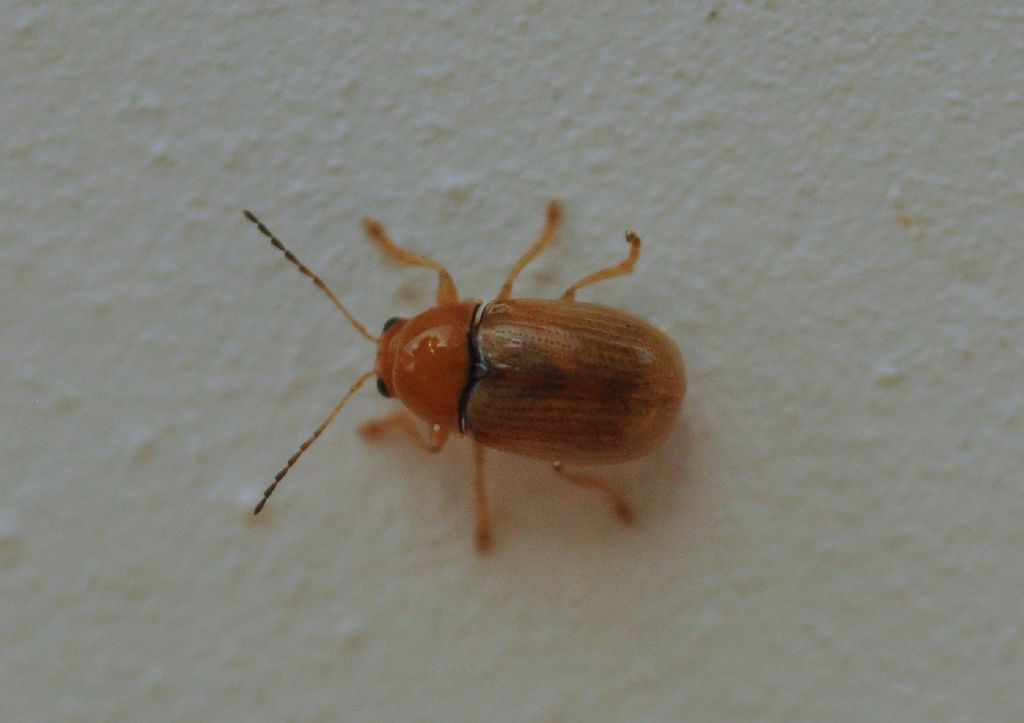 Chrysomelidae: Cryptocephalus sp.