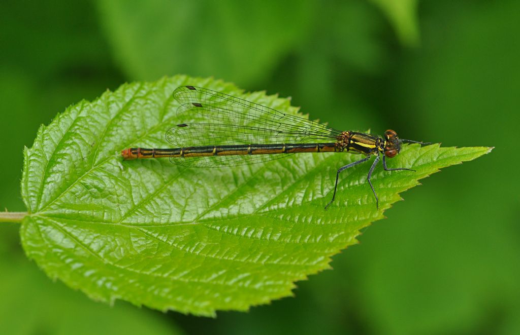 Pyrrhosoma nymphula