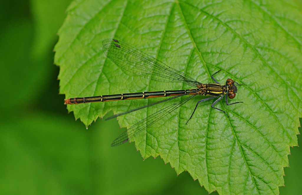 Pyrrhosoma nymphula