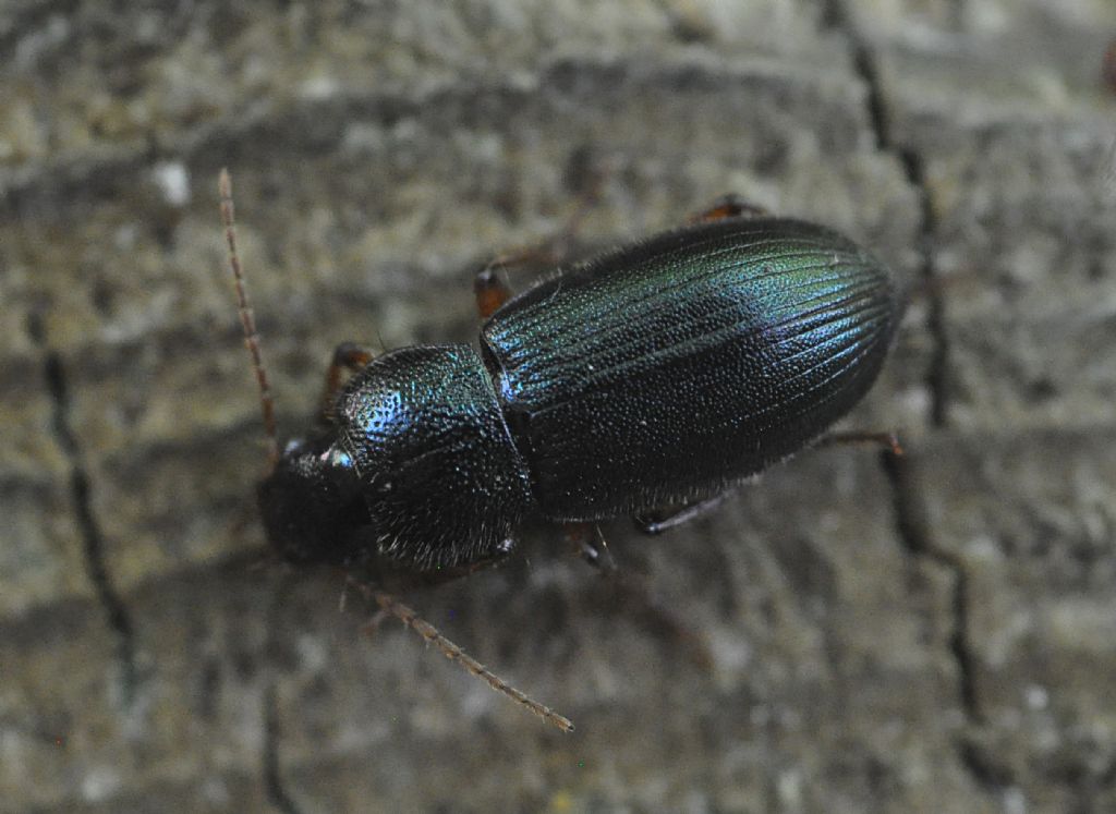 Carabidae 