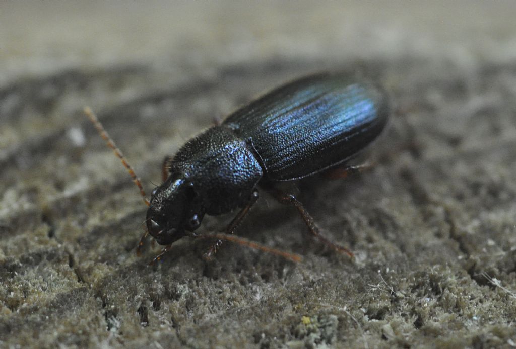 Carabidae 