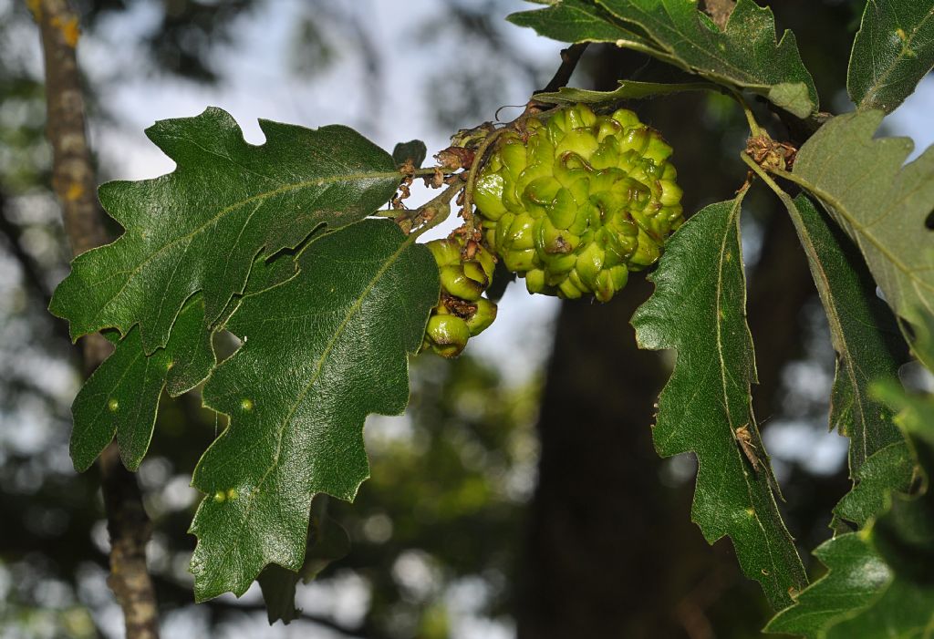 Galle di  Andricus lucidus, forma sessuata (=A. estivalis), Cynipidae, su Quercus cerris