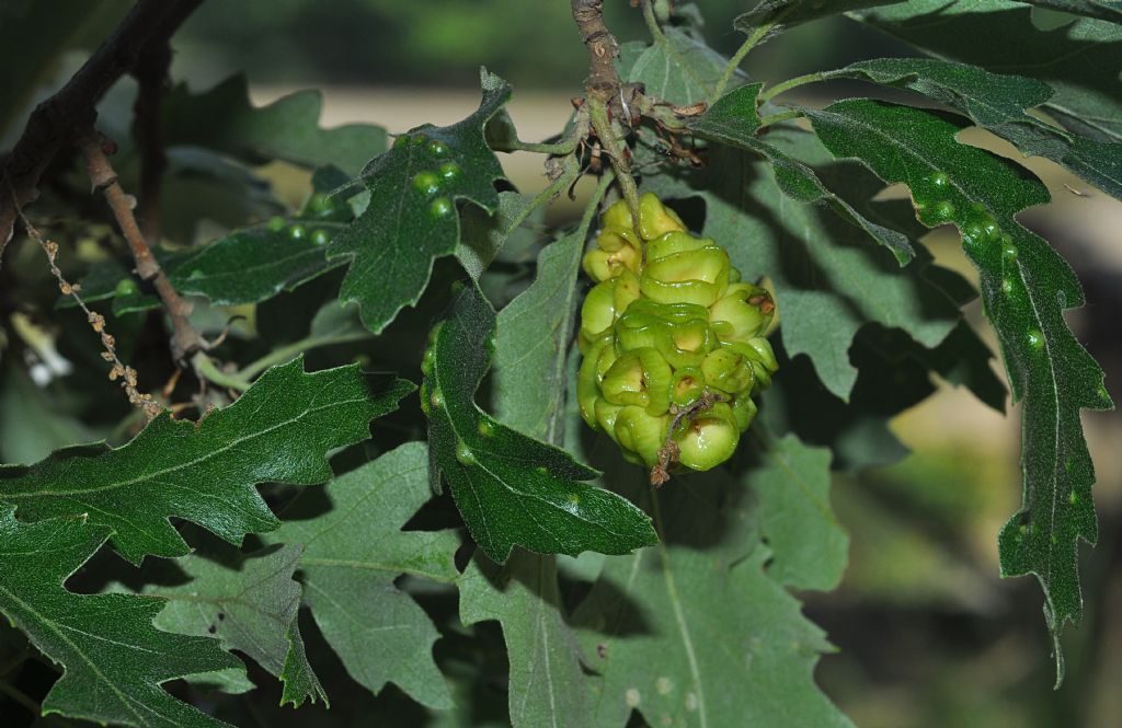 Galle di  Andricus lucidus, forma sessuata (=A. estivalis), Cynipidae, su Quercus cerris