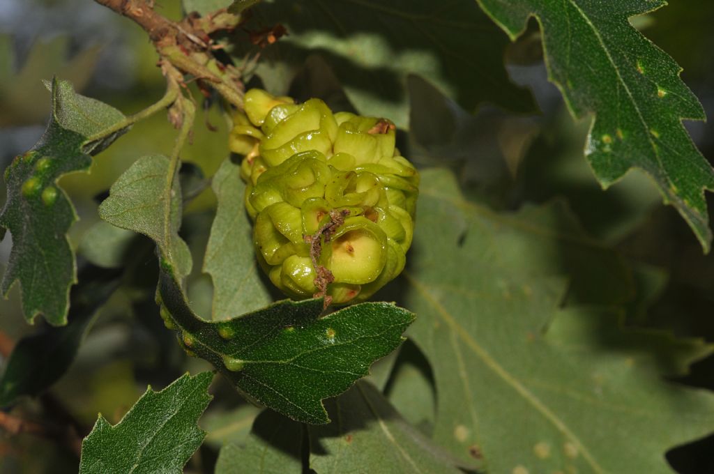 Galle di  Andricus lucidus, forma sessuata (=A. estivalis), Cynipidae, su Quercus cerris